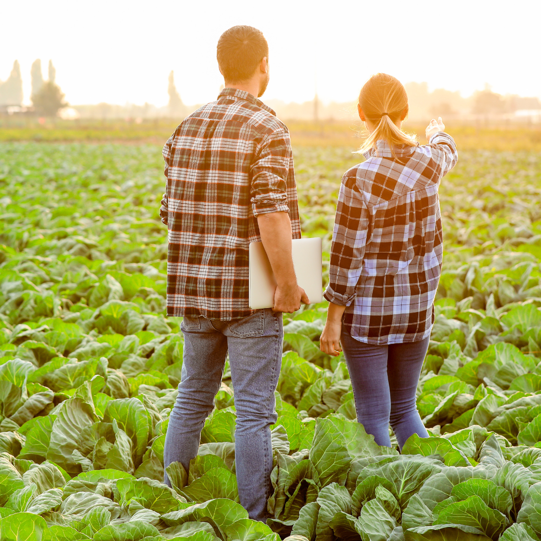 Agricultores revisando su cosecha, beneficiados por un crédito agrícola